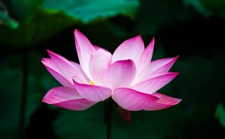 lotus, flower, bloom-978659.jpg