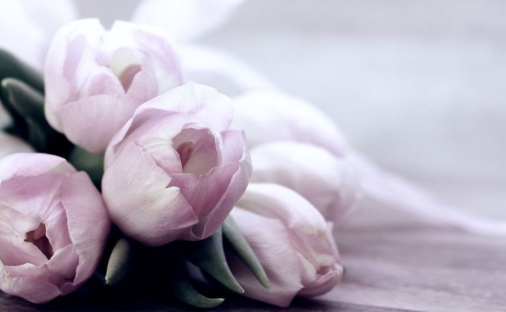 flowers, tulips, beautiful flowers-4072214.jpg